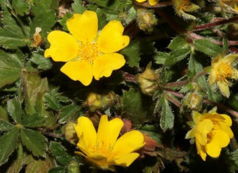Potentilla di Crantz (foto di Alessio Bertolli)  Potentilla di Crantz
