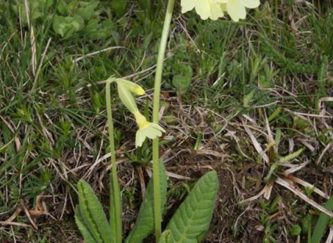 Primula intricata (foto di Alessio Bertolli)  Primula intricata
