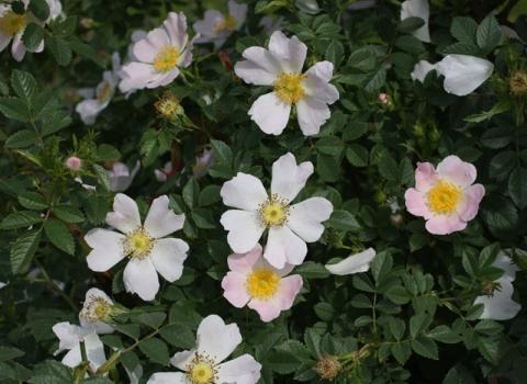 Rosa canina (foto di Sandro Zanghellini)  Rosa canina