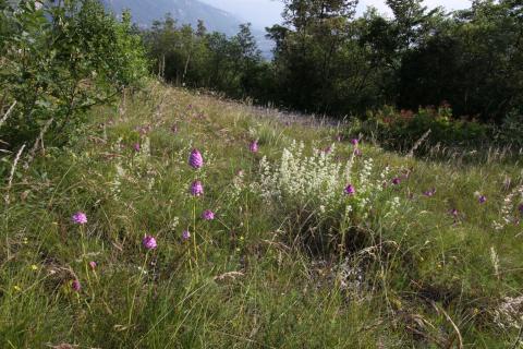 Alla scoperta delle orchidee spontanee del Trentino meridionale Alla scoperta delle orchidee spontanee del Trentino meridionale